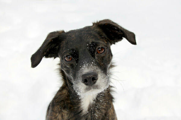 Terrier with white face and snowflakes