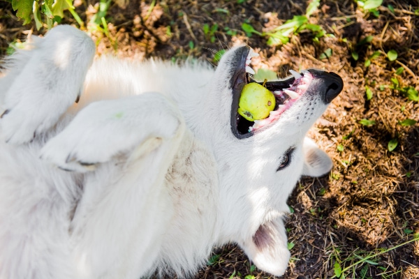 White dog playing with an apple that they could choke on