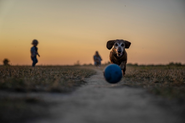 Senior Dachshund outside playing ball at sunset with family monitoring the dog's play as part of reducing the risk of a dog choking