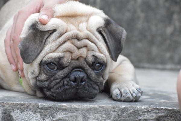 Pug lying down on the step with his owner