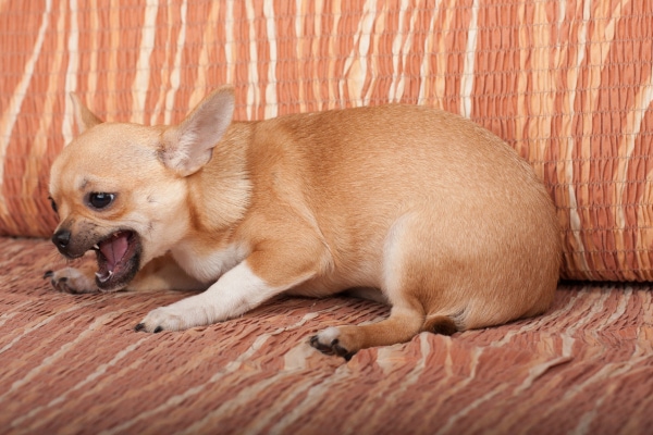 Chihuahua dog on the couch choking on a treat