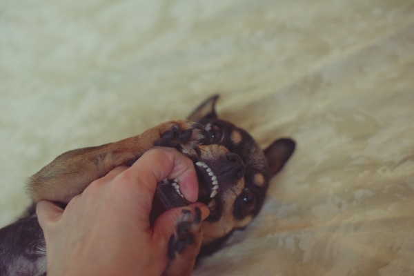 Dog parent's hand searching the mouth of a small dog