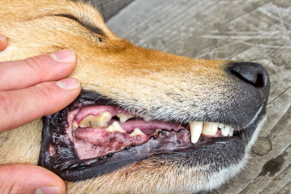 Hand gently lifting the flap of a dog's gums to check the color as part of the procedure for a choking dog