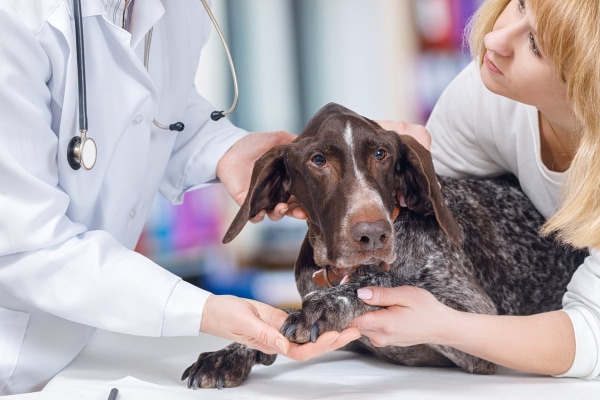 Dog being examined by a veterinarian, which is recommended after choking