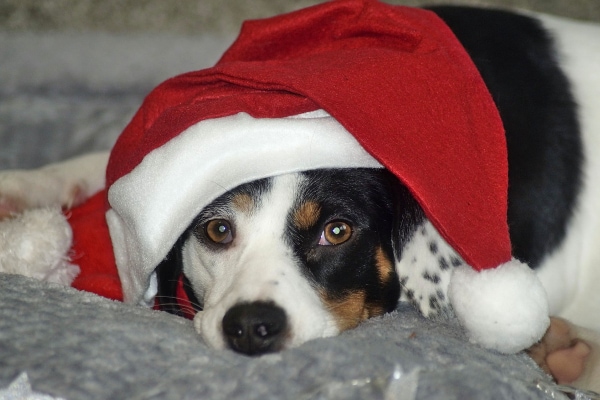 Dog lying down and wearing a Santa hat