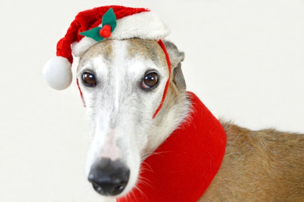 Dog wearing a Santa hat and red collar