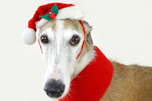 Christmas Presents for Pets? - Allergic Pet Blog