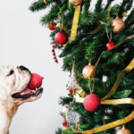 Dog Christmas Gifts: 12 Ideas Your Dog Will Love and Appreciate