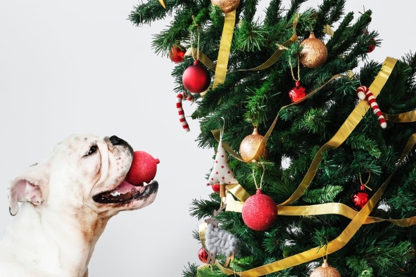 Dog looking at a Christmas tree
