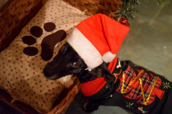 Small black dog wearing a Santa hat and standing next to a dog bed, which is one dog Christmas gift idea