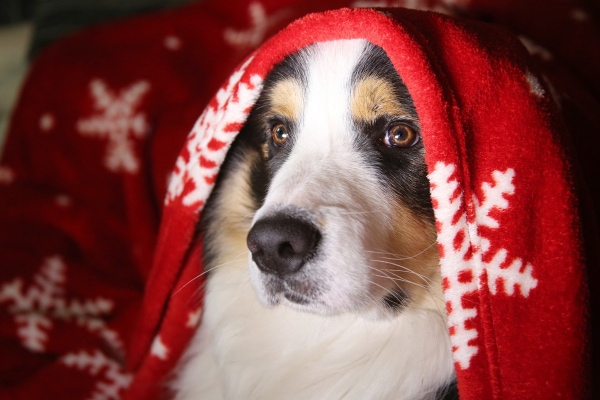 Dog with a holiday blanket 