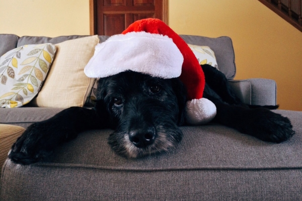 Black dog lying on couch and wearing a Santa has looking exhausted from opening dog Christmas gifts