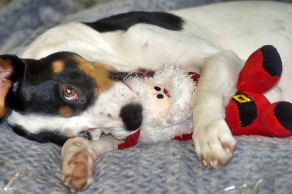 Dog playing with his dog Christmas gift of a Santa toy