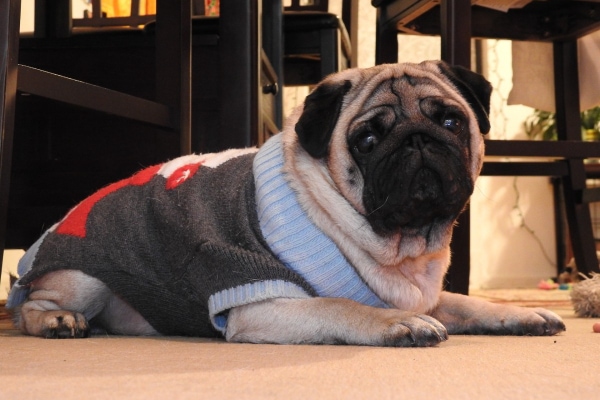 Pug wearing a holiday sweater