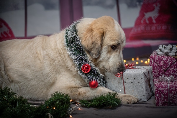 Golden Retriever opening a dog Christmas gift 