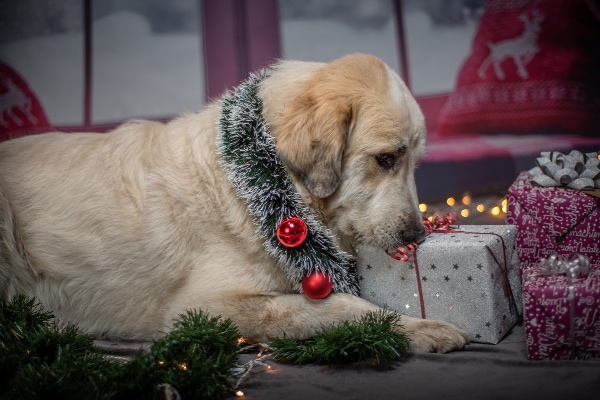 A Perfect Gift? A Vet's Advice for a Christmas Puppy Present