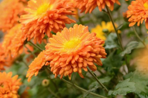 orange chrysanthemum garden plant, an outdoor plant that's harmful to dogs, photo