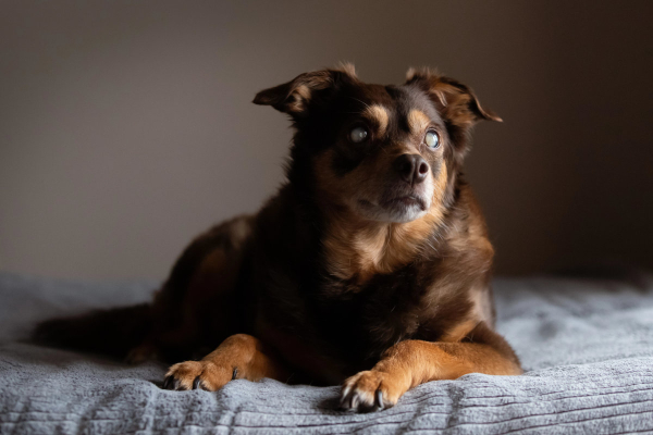 This blind dog is sitting on a bed, but some blind dogs may walk in circles