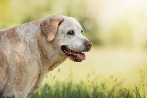 Old dog standing in a field