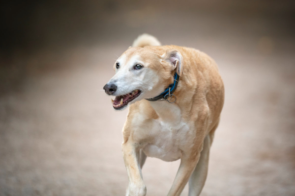 Grey-faced, old dog walking outside in a circle