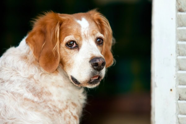 Old Spaniel dog sitting outside