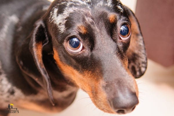 Old Dachshund dog with wide eyes looking nervous shaking nervously