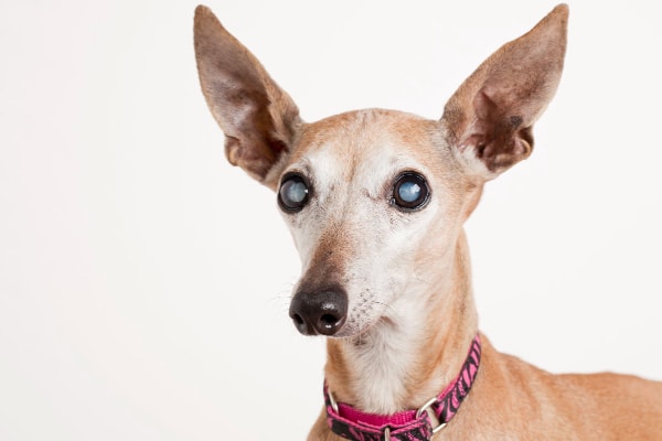 A whippet dog with cataracts in both eyes causing them to be cloudy