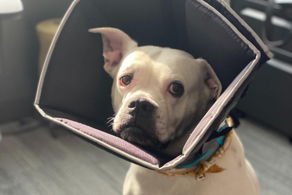 Boxer dog wearing a soft cone to protect the eyes