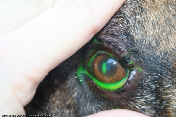 Close-up of dog's eye with a corneal ulcer (one reason for cloudy eyes in dogs) that has taken up the green stain used for testing