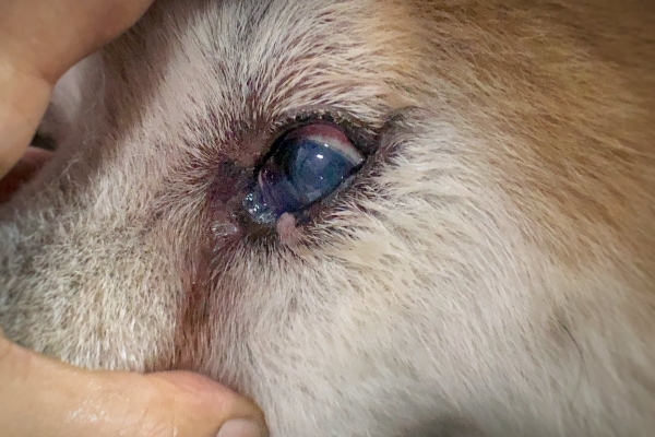 Dog with a cloudy eye due to dry eye