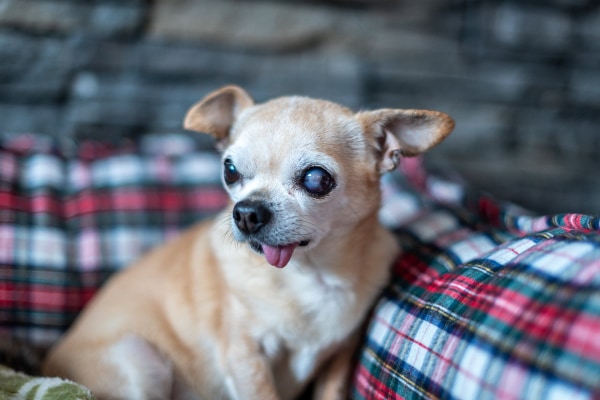Chihuahua dog with cloudy eyes due to glaucoma