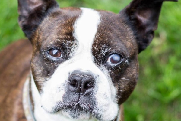 Boston Terrier dog with cloudiness of one eye from scarring.