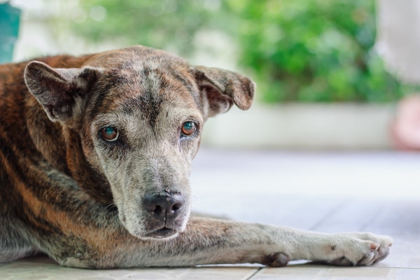 Senior dog with cloudy eyes lying on the kitchen floor.