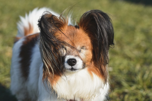 A Papillon who has had both eyes removed due to glaucoma, which can cause cloudy eyes