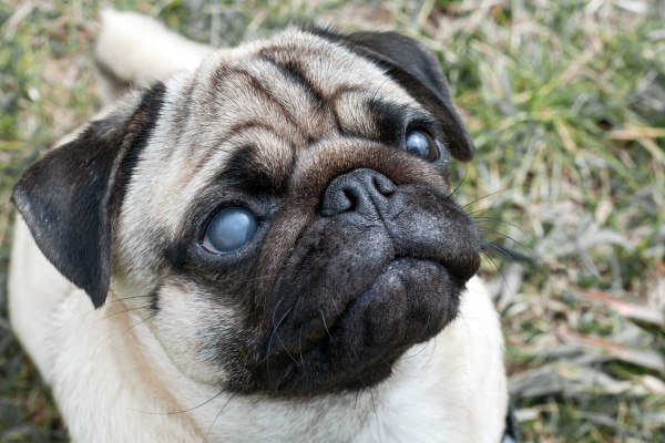 Pug dog with cloudy eyes looking upward.