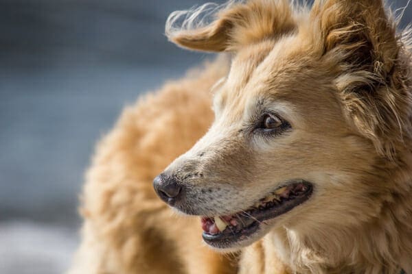 Senior Collie mix outside in the sun