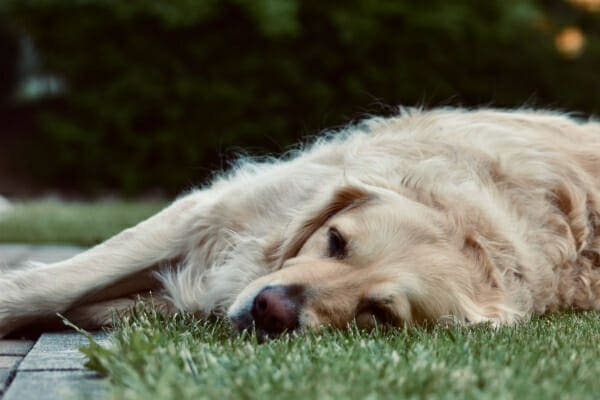 Golden Retriever sleeping outside on the lawn, photo