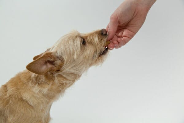 Terrier mix being fed medication hidden in a treat