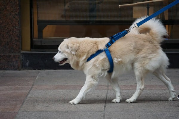 Senior Golden Retriever mix being walked on the sidewalk, photo