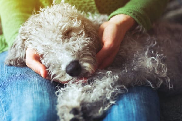 Senior Poodle mix sleeping in owners lap, photo