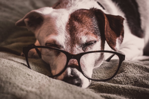 Senior terrier wearing owner,s glasses, sleeping on blanket