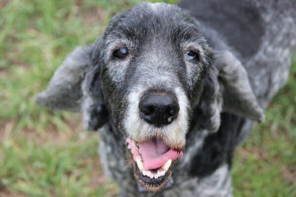 Senior dog with grey face outside in the grass, photo