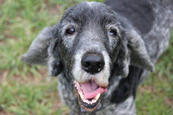 Senior dog with grey face outside in the grass