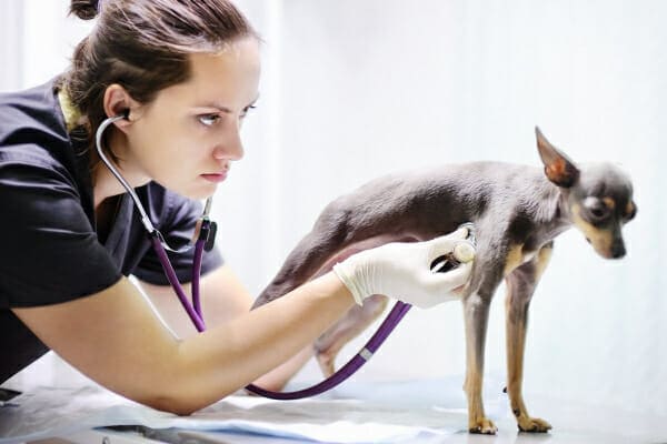 Veterinarian listening to a Chihuahua's heart, photo