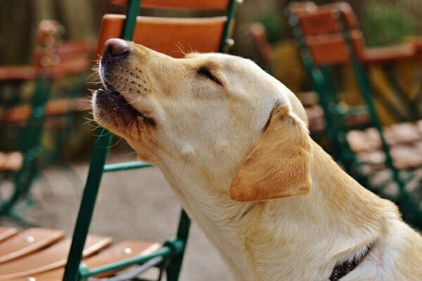 Yellow Lab howling on an outdoor dining patio, photo