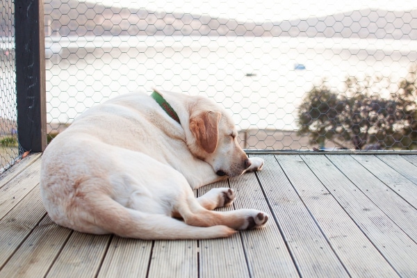 Yellow Lab sleeping outside on the deck near the lake, photo