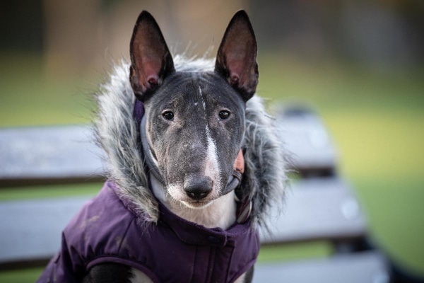 Dog wearing a fur lined coat while sitting on a park bench