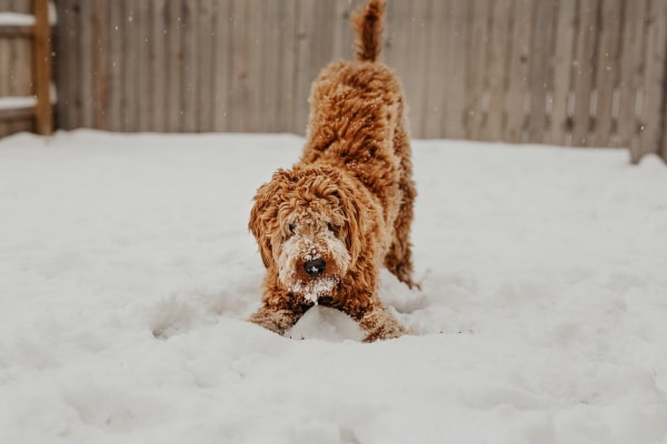 Doodle playing in the snow