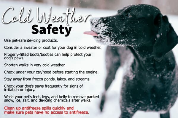 Infographic of a black dog with snow on his muzzle next to the title "Cold Weather Safety" along with 9 tips for keeping a dog safe in cold weather