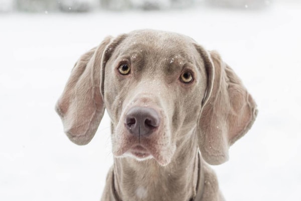 Weimaraner outside in the snow